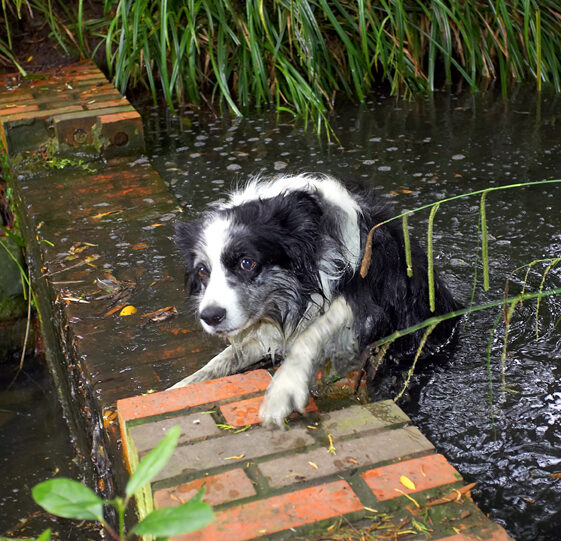 Border Collie, Collies, Dog, Dogs, Polly