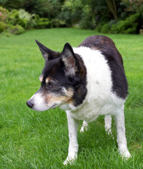 Border Collie, Collies, Dog, Dogs, Tessa