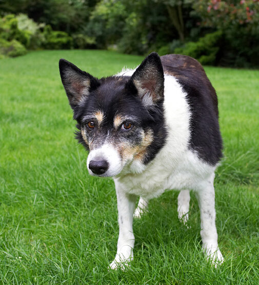 Border Collie, Collies, Dog, Dogs, Tessa