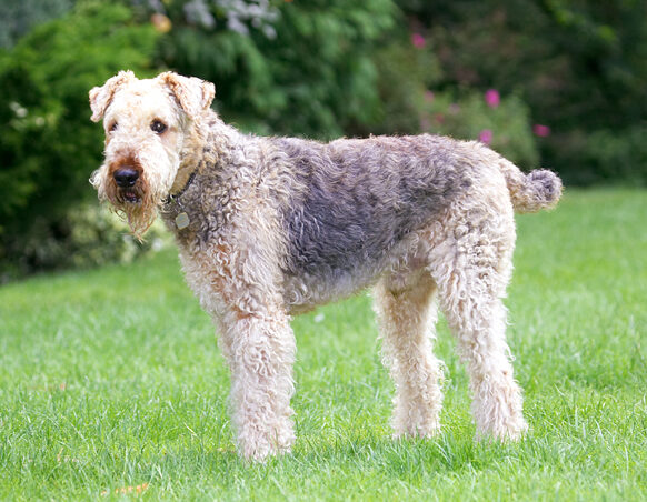 Aredale terrier, Dog, Dogs, Ralf, Terriers