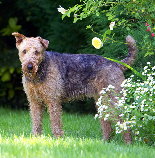 Aredale terrier, Dog, Dogs, Molly, Terriers