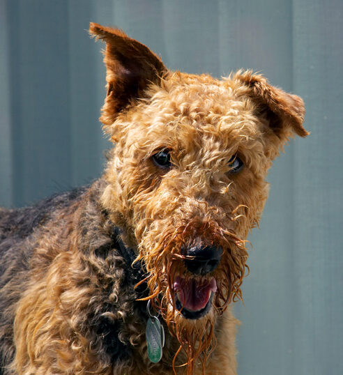Airedale terrier, Dog, Dogs, Molly, Terriers