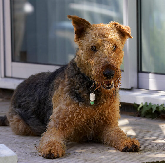 Airedale terrier, Dog, Dogs, Molly, Terriers