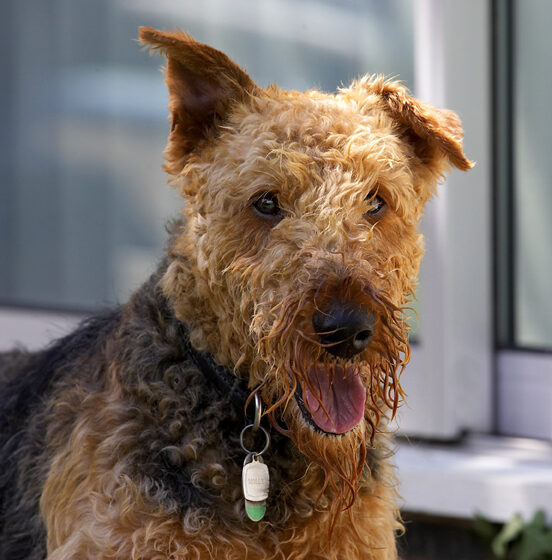 Airedale terrier, Dog, Dogs, Molly, Terriers, Tongue