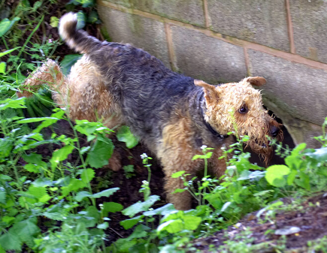 Aredale terrier, Dog, Dogs, Ralf, Terriers