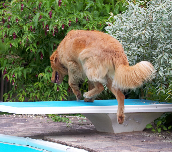Dog, Dogs, Hovawart, Lisa