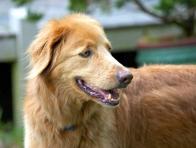 Dog, Dogs, Hovawart, Lisa