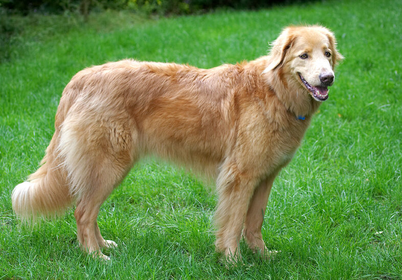 Dog, Dogs, Hovawart, Lisa