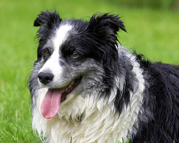 Border Collie, Collies, Dog, Dogs, Polly, Tongue