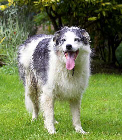 Border Collie, Collies, Dog, Dogs, Joseph, Tongue