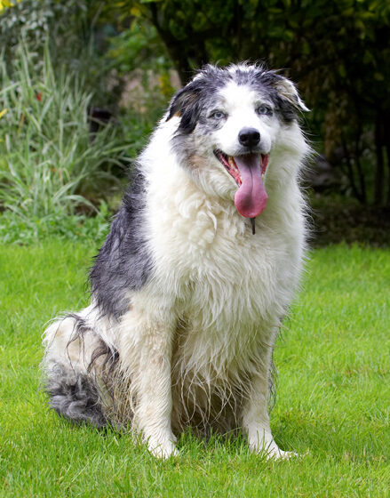 Border Collie, Collies, Dog, Dogs, Joseph, Tongue