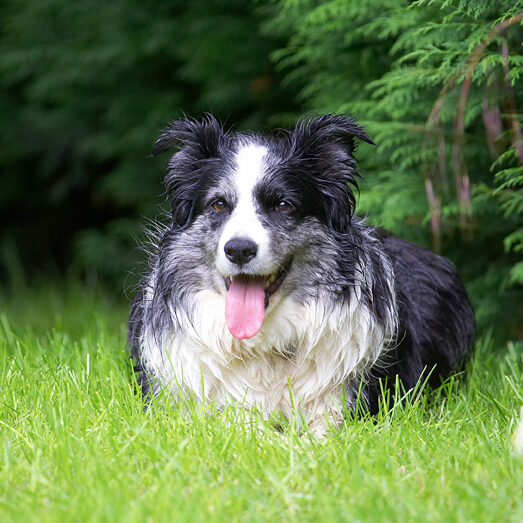 Border Collie, Collies, Dog, Dogs, Polly, Tongue
