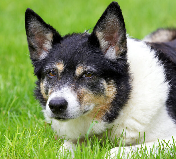 Border Collie, Collies, Dog, Dogs, Tessa