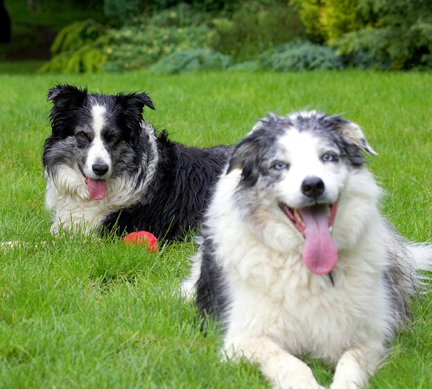 Border Collie, Collies, Dog, Dogs, Joseph, Polly, Tongue