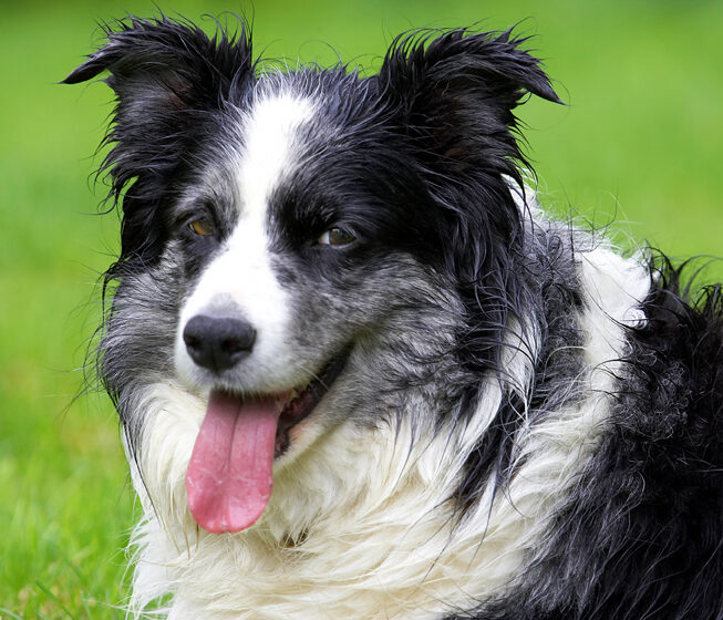 Border Collie, Collies, Dog, Dogs, Polly, Tongue