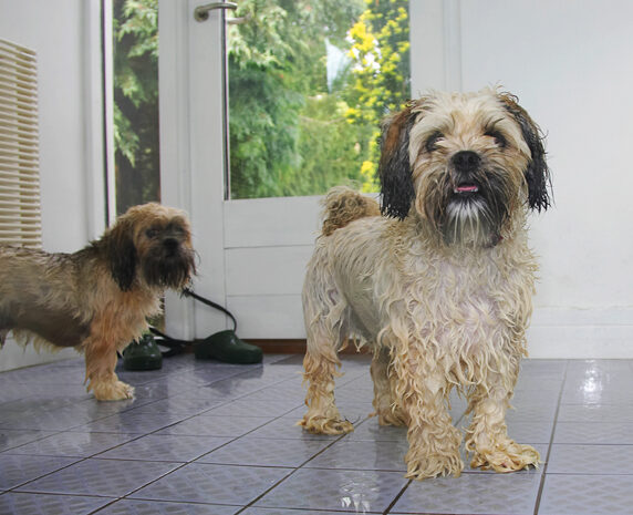 Dog, Dogs, Llasa apso, Monty, Pool, Swimming, Trigger