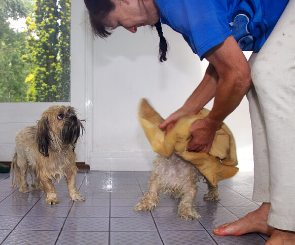 Dog, Dogs, Llasa apso, Monty, Pool, Swimming, Trigger