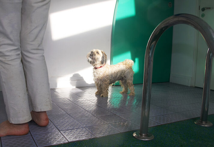 Dog, Dogs, Llasa apso, Monty, Pool, Swimming, Trigger
