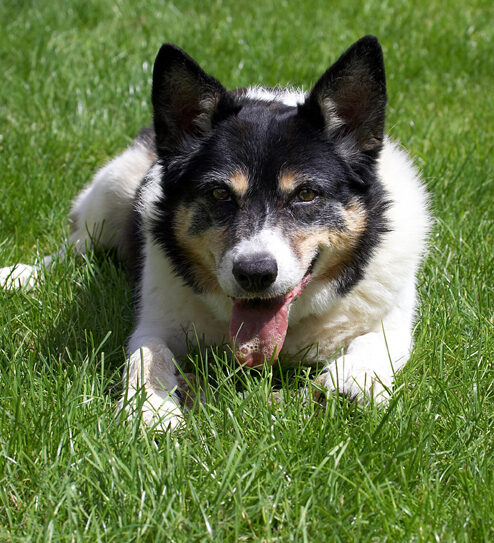 Collie, Collies, Dog, Dogs, Tess, Tongue