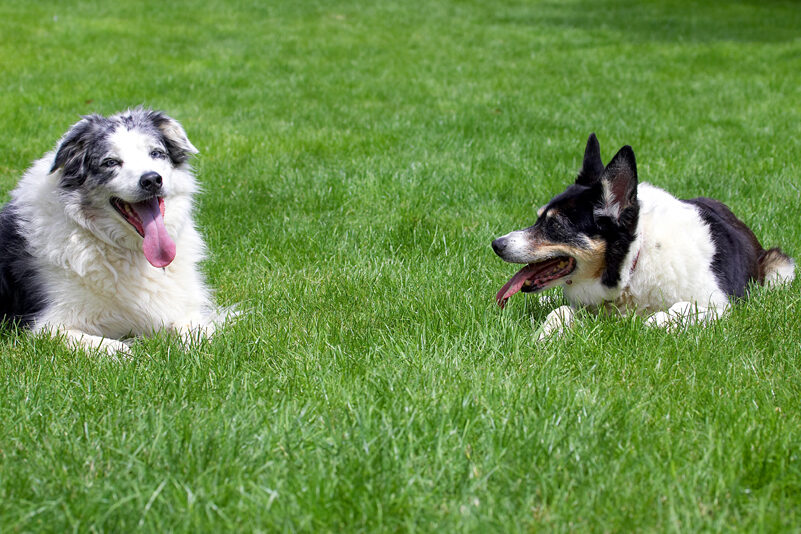 Collie, Dog, Dogs, Joseph, Tess, Tongue