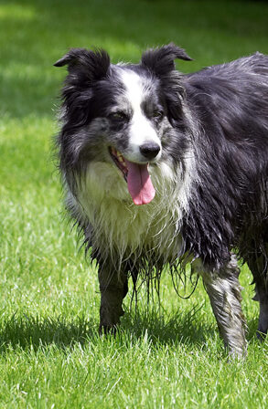 Collie, Collies, Dog, Dogs, Polly, Tongue