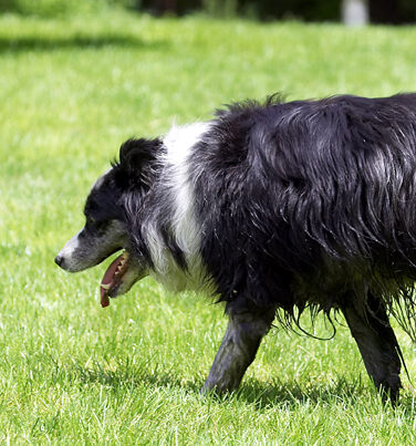 Collie, Collies, Dog, Dogs, Polly, Tongue