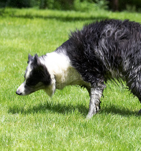 Collie, Collies, Dog, Dogs, Polly, Tongue