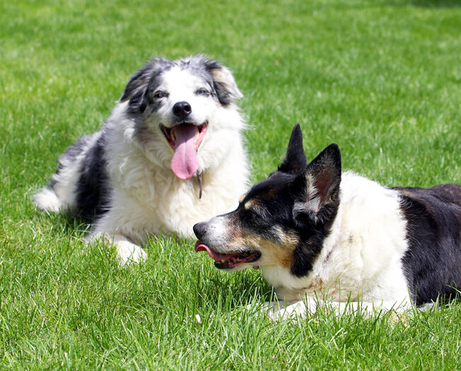 Collie, Collies, Dog, Dogs, Joseph, Tess, Tongue
