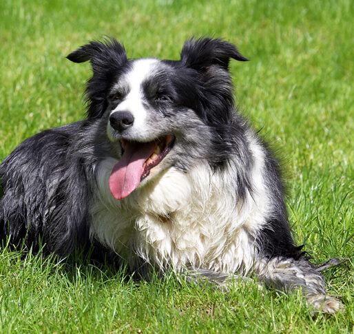 Collie, Collies, Dog, Dogs, Polly, Tongue