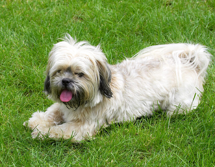 Dog, Dogs, Lhasa Apso, Monte, Tongue, Trigger
