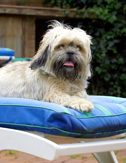 Dog, Dogs, Lhasa Apso, Monte, Tongue, Trigger