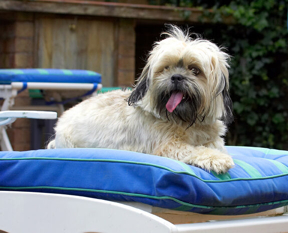 Dog, Dogs, Lhasa Apso, Monte, Tongue, Trigger