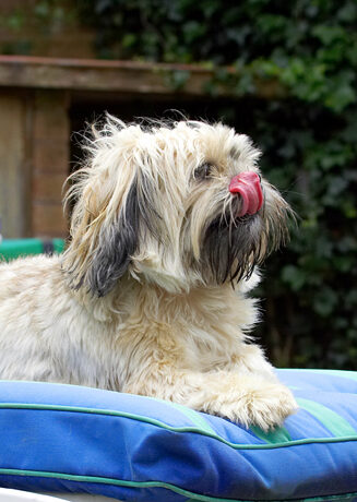 Dog, Dogs, Lhasa Apso, Monte, Tongue, Trigger
