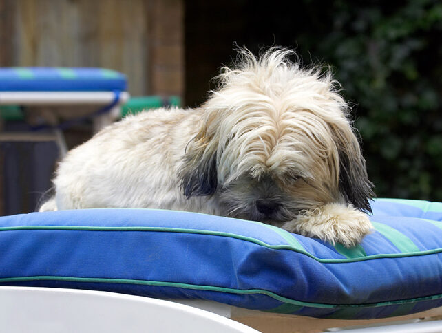 Dog, Dogs, Lhasa Apso, Monte, Tongue, Trigger