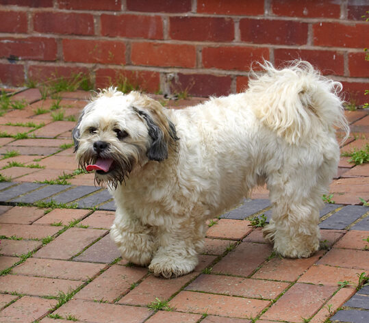 Dog, Dogs, Lhasa Apso, Monte, Tongue, Trigger