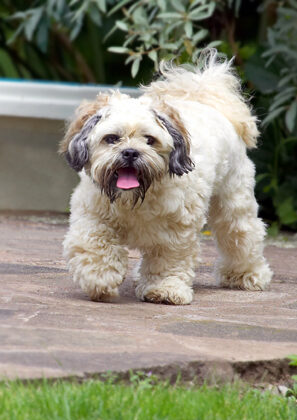Dog, Dogs, Lhasa Apso, Monte, Tongue, Trigger
