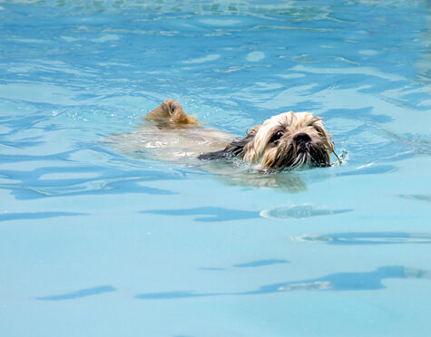 Dog, Dogs, Lhasa Apso, Monte, Swimming, Trigger