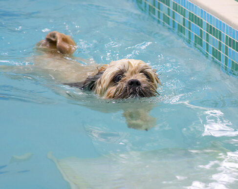 Dog, Dogs, Lhasa Apso, Monte, Swimming, Trigger