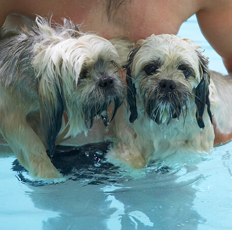 Dog, Dogs, Lhasa Apso, Monte, Swimming, Trigger