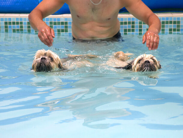 Dog, Dogs, Lhasa Apso, Monte, Swimming, Trigger