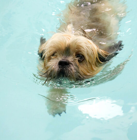 Dog, Dogs, Lhasa Apso, Monte, Swimming, Trigger