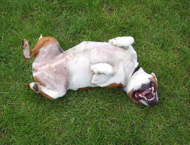 Dog, Dogs, Gypsy, Staffordshire Bull Terrier