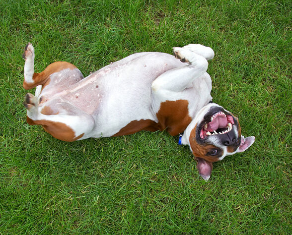 Dog, Dogs, Gypsy, Staffordshire Bull Terrier