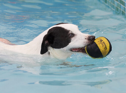 Jack Russell, Laura, Sam, Swimming, Terrier