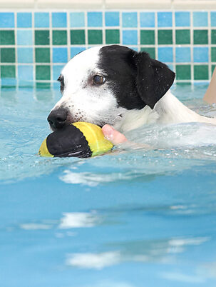 Jack Russell, Laura, Sam, Swimming, Terrier