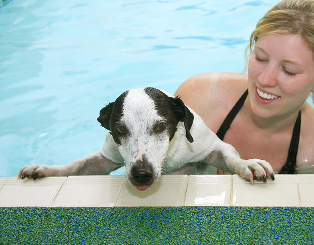 Jack Russell, Laura, Sam, Swimming, Terrier