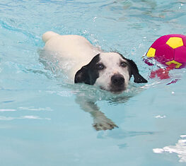 Jack Russell, Laura, Sam, Swimming, Terrier