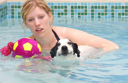Jack Russell, Laura, Sam, Swimming, Terrier