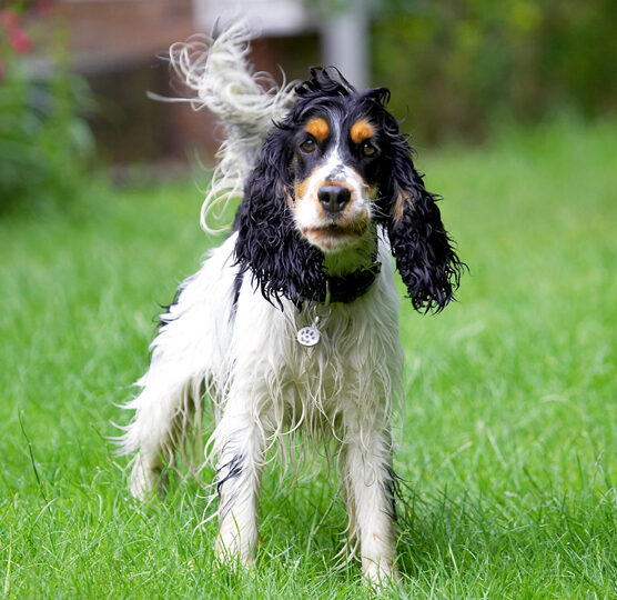Cocker Spaniel, Dog, Dogs, Spaniels, Tongue, Ziggy