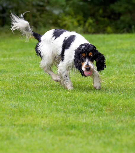 Cocker Spaniel, Dog, Dogs, Spaniels, Tongue, Ziggy